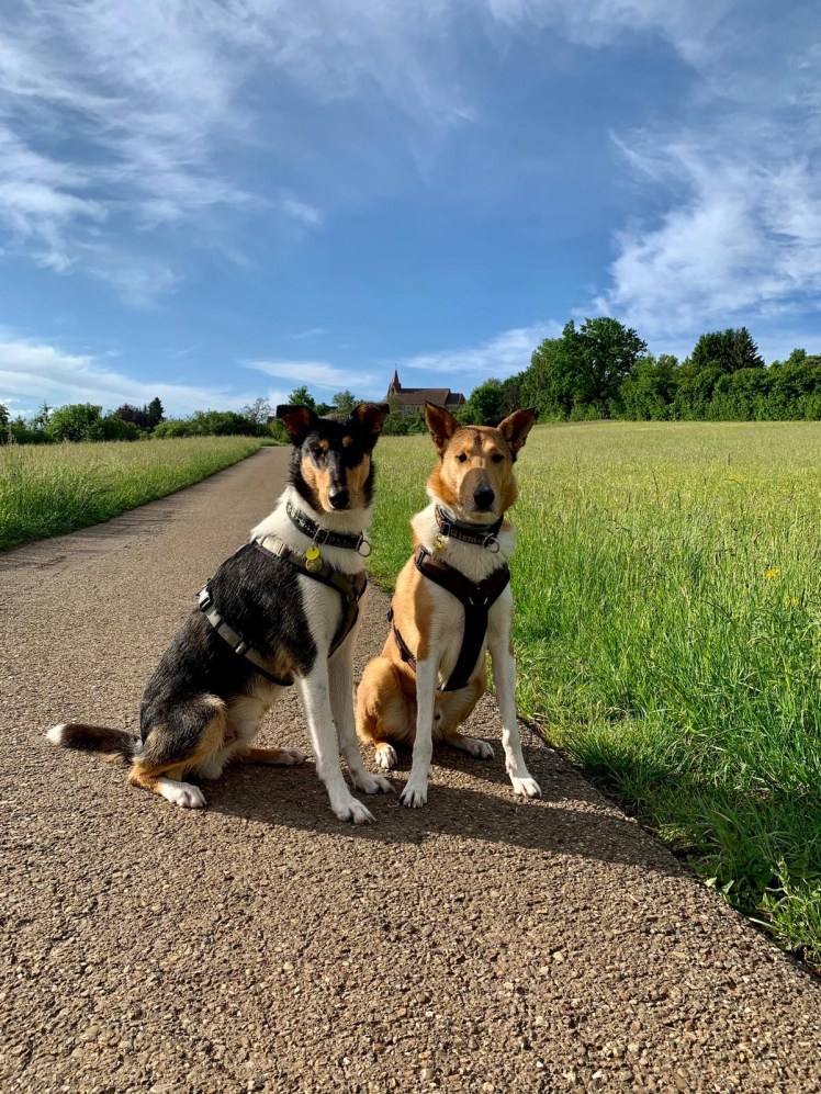 Phlox mit Onkel Gismo
