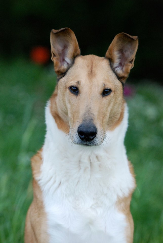 Krümel2015 Krümel2015