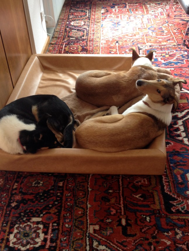 Quasi, Krümel und Rosa 2013 Quasi, Krümel und Rosa 2013