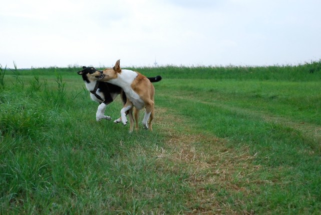 Quasi und Krümel Fehmarn 2010 Quasi und Krümel Fehmarn 2010