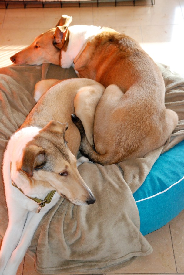 Rosa und Krümel auf der Insel 2017 Rosa und Krümel auf der Insel 2017