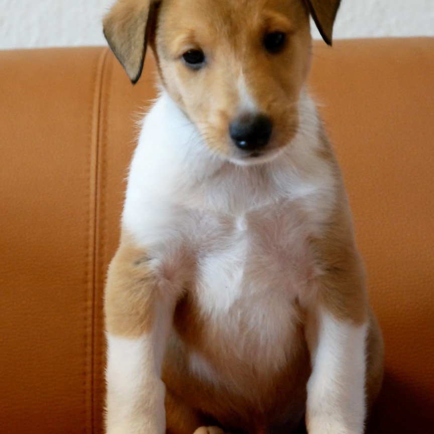 Asa Nanica Is always Light