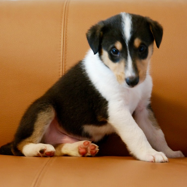 Asa Nanica Ice Prince