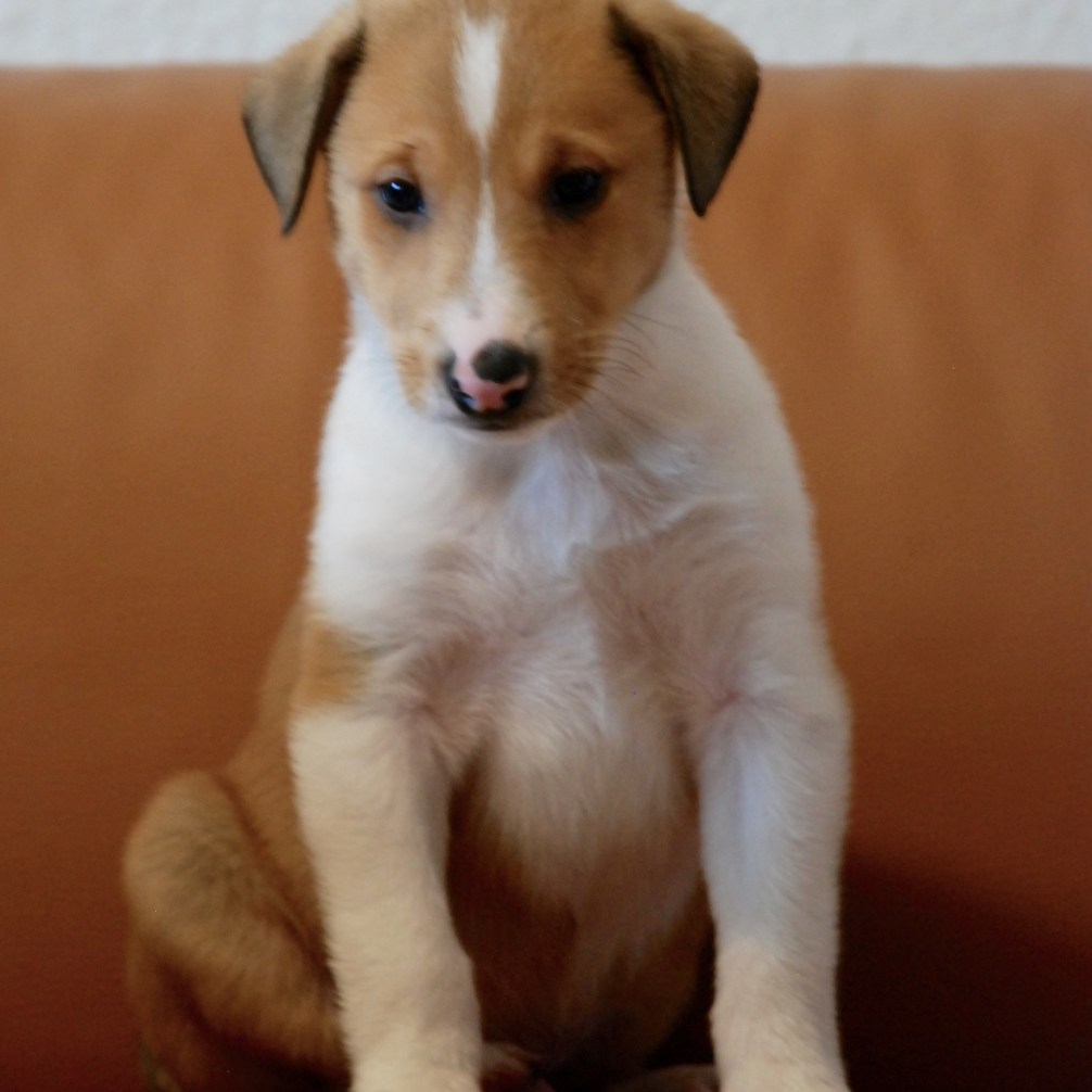 Asa Nanica It had to be You