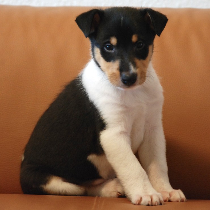 Asa Nanica I walk the Line