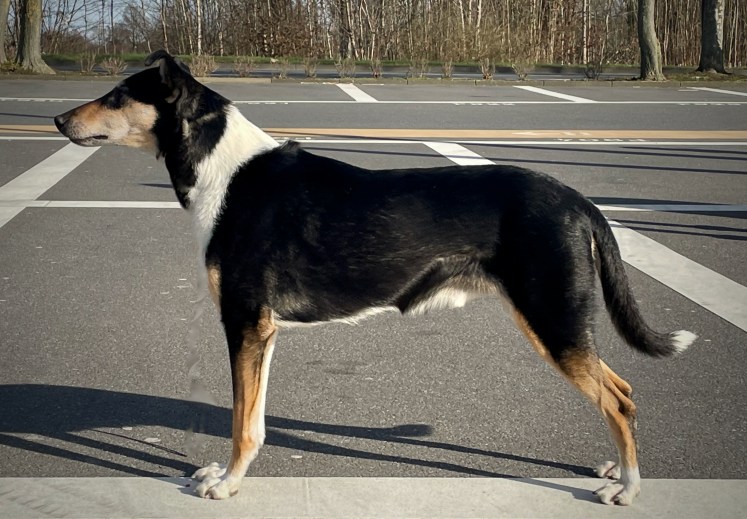 Asa Nanica Charming Charlie